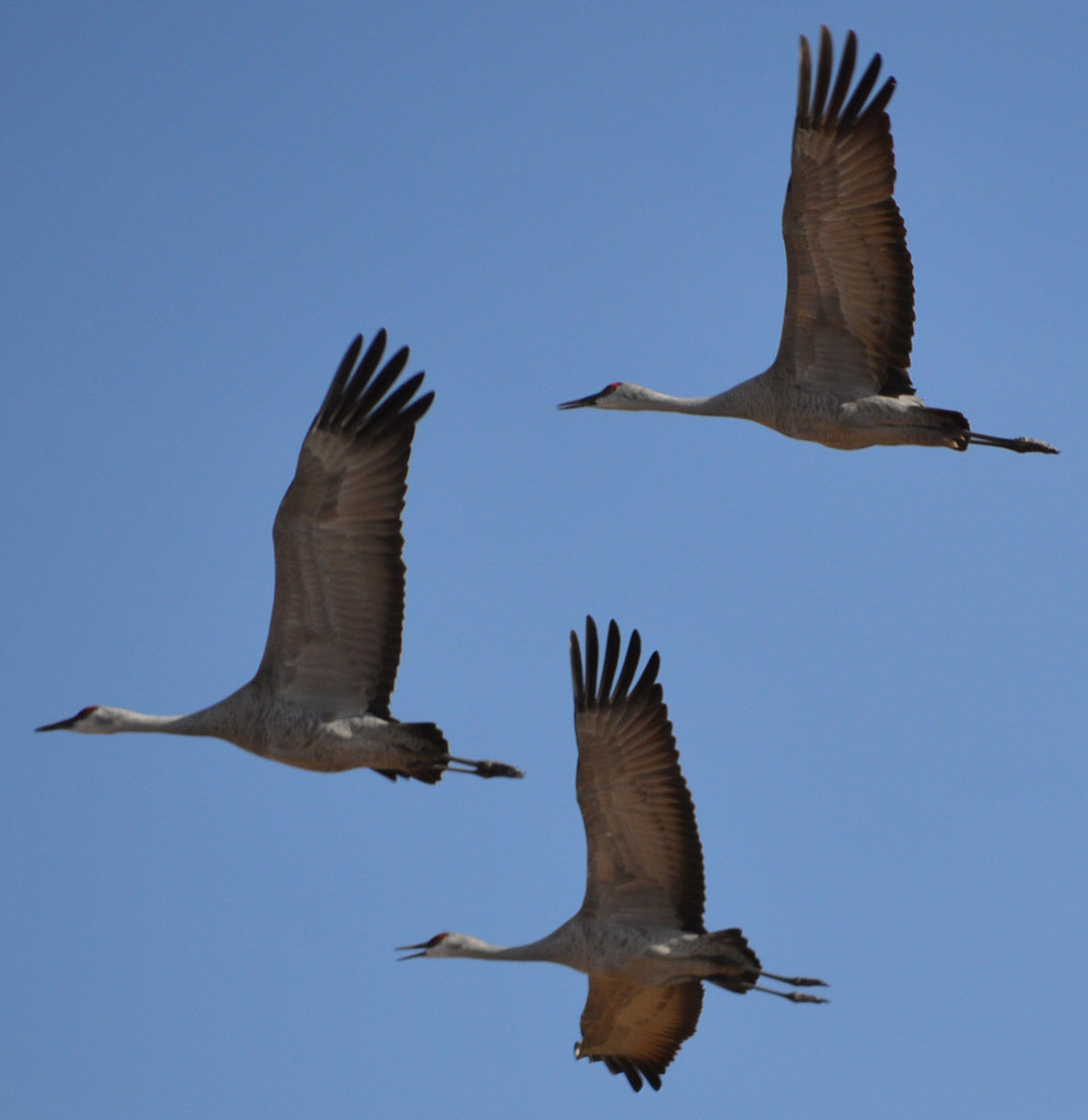 Flying in a clear blue sky